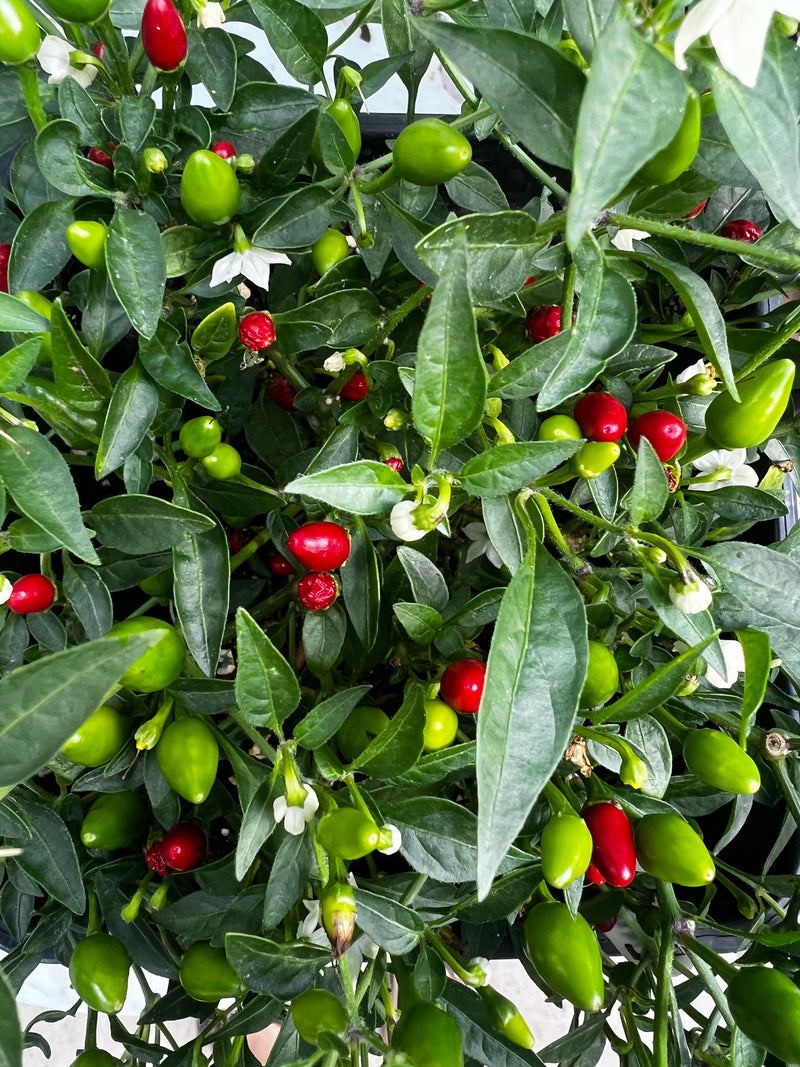 Birds Eye Baby Chilli