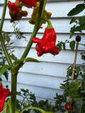 Bishops Crown Chilli