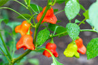 Bishops Crown Chilli