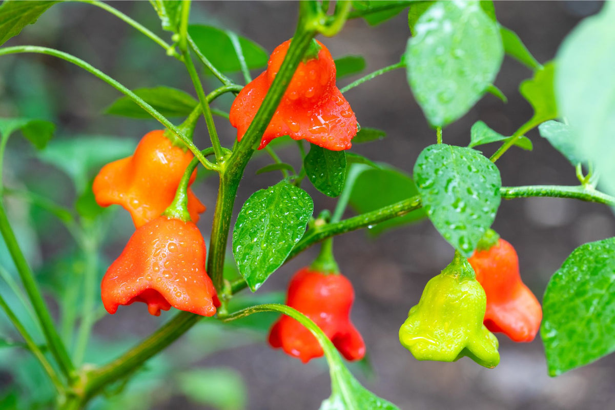 Bishops Crown Chilli