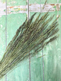 Blue Fescue Grass Dried by Bishy Barnabees Cottage Garden Ltd is arranged on a distressed green-painted wood surface with chips and peeling paint.