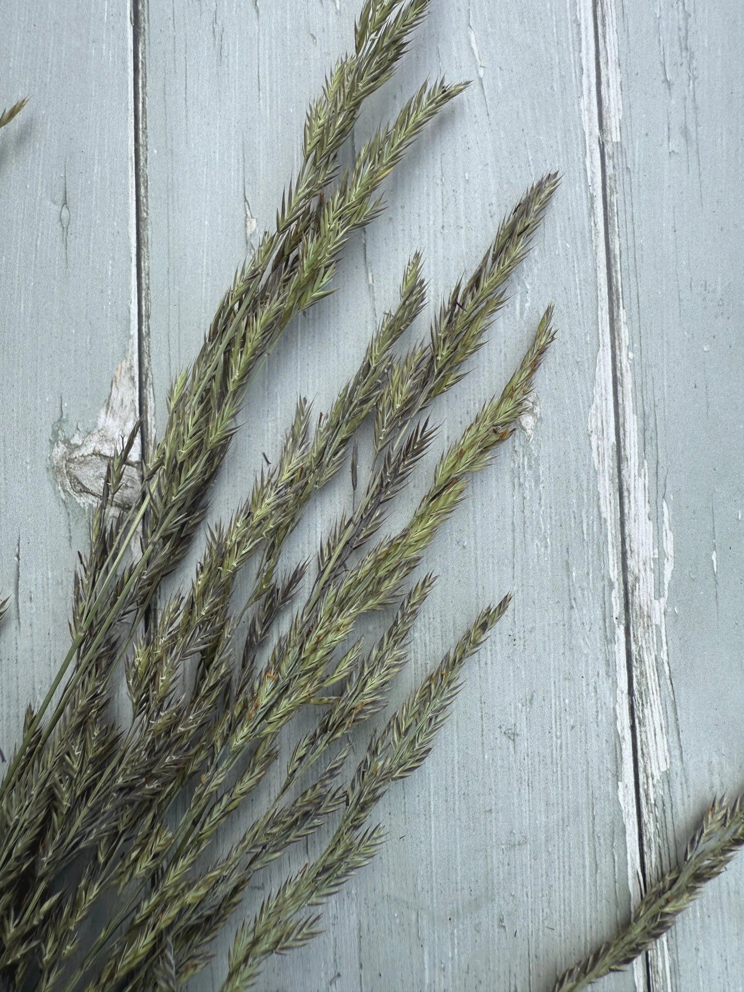 A bunch of dried Blue Fescue Grass with silvery-blue colour.