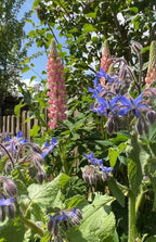 Blue Borage flowers and leaves by a fence against a clear sky