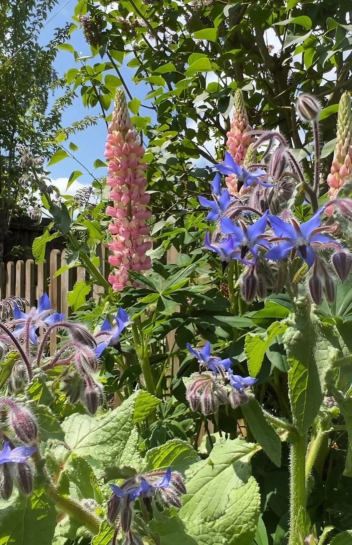 Blue Borage flowers and leaves by a fence against a clear sky