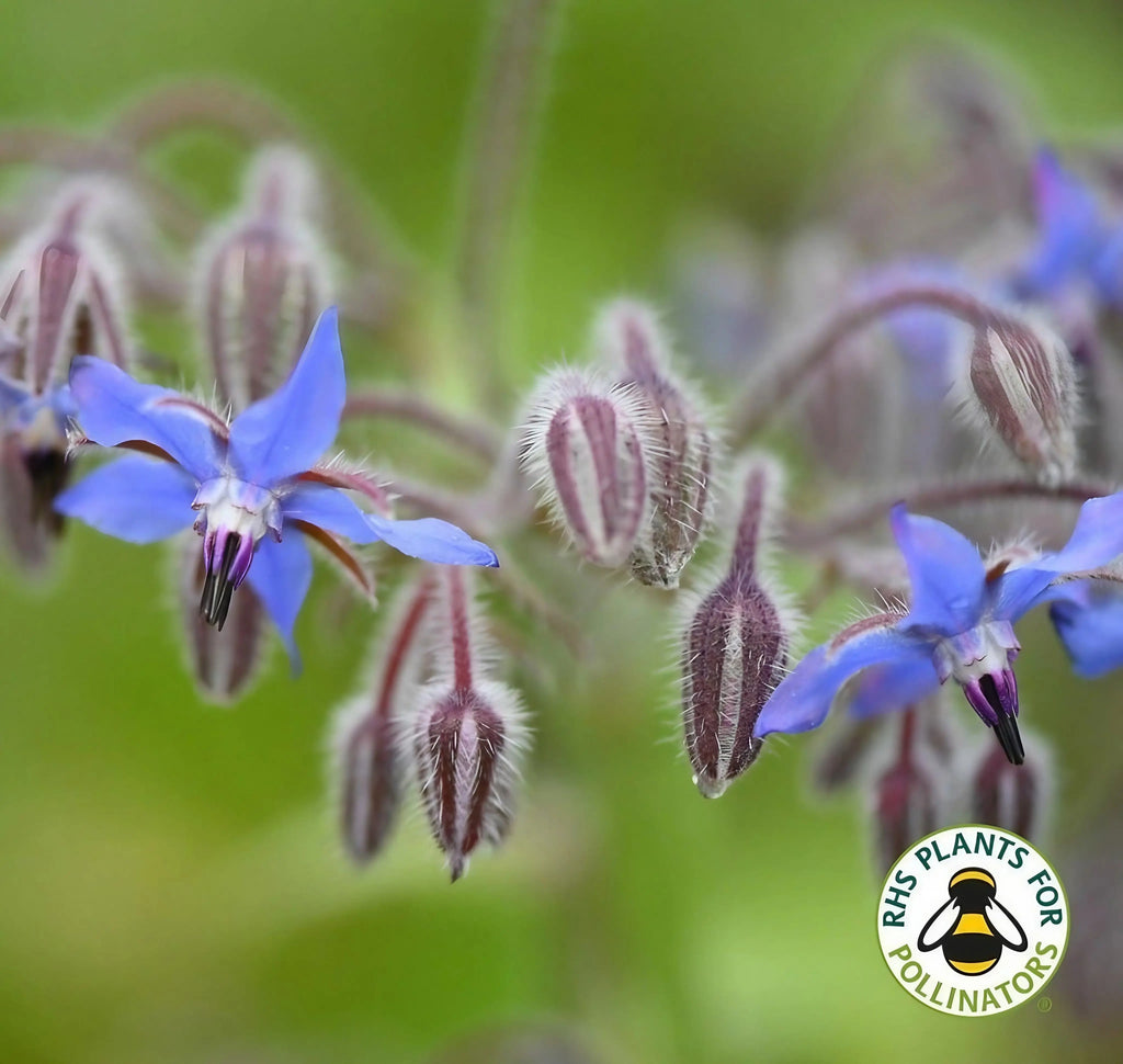 Close-up of Borage flowers and buds with the RHS Plants for Pollinators logo in the corner