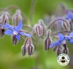 Close-up of Borage flowers and buds with the RHS Plants for Pollinators logo in the corner