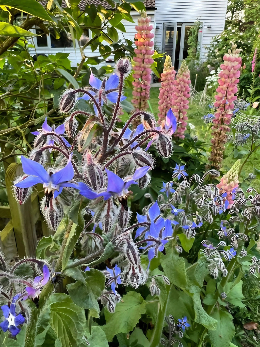 Blue Borage flowers in front of tall pink lupins and a house