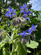 Borage flowers and fuzzy buds on hairy stems against a blue sky