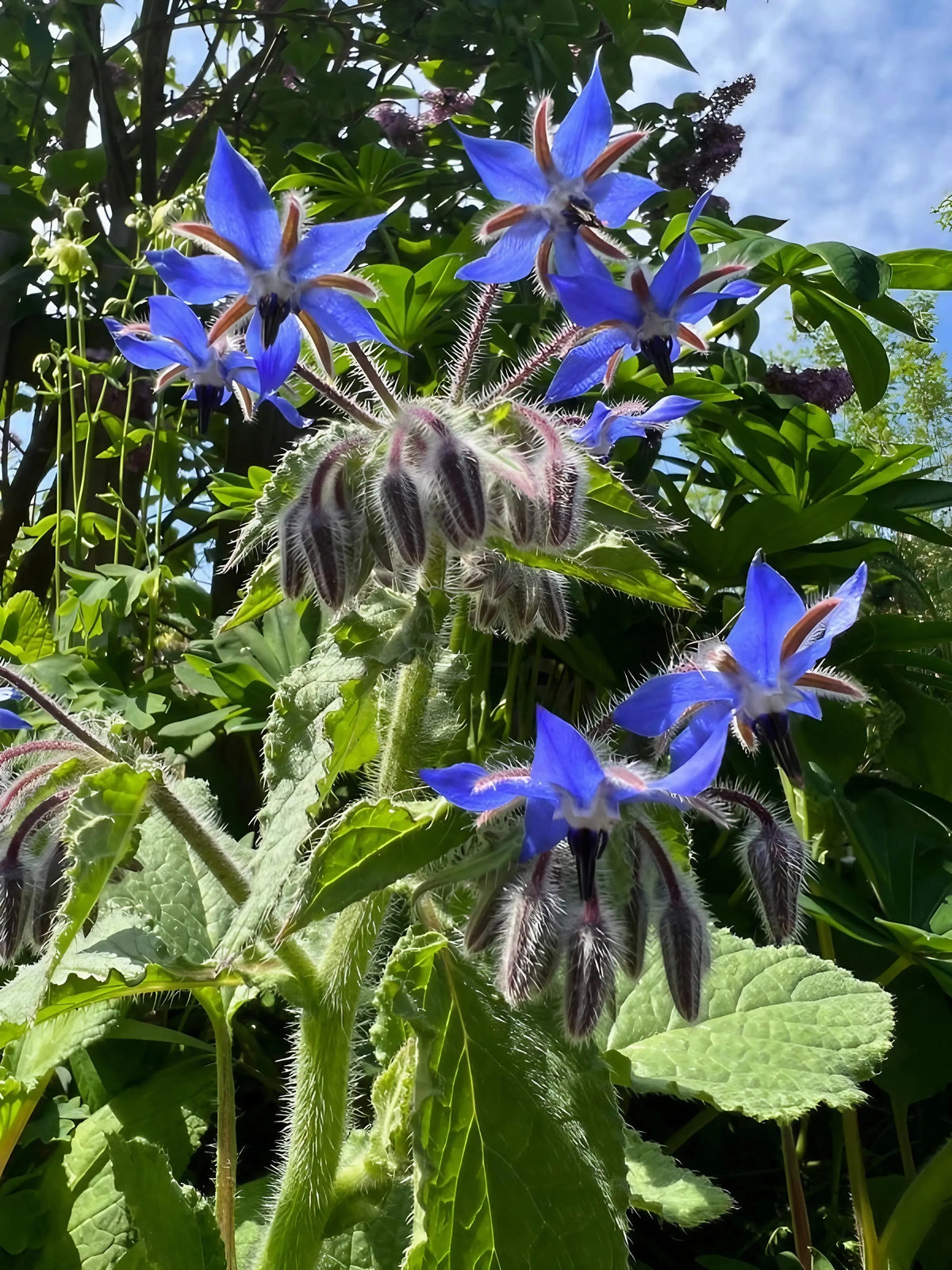 Borage flowers and fuzzy buds on hairy stems against a blue sky
