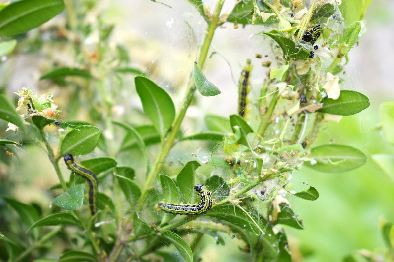 Box tree moth caterpillars and webbing damaging box leaves