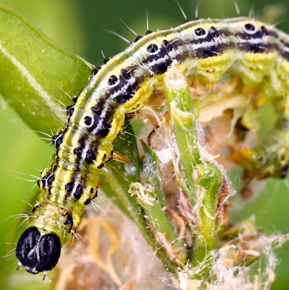 Close-up of a green and black box tree moth caterpillar among leaves