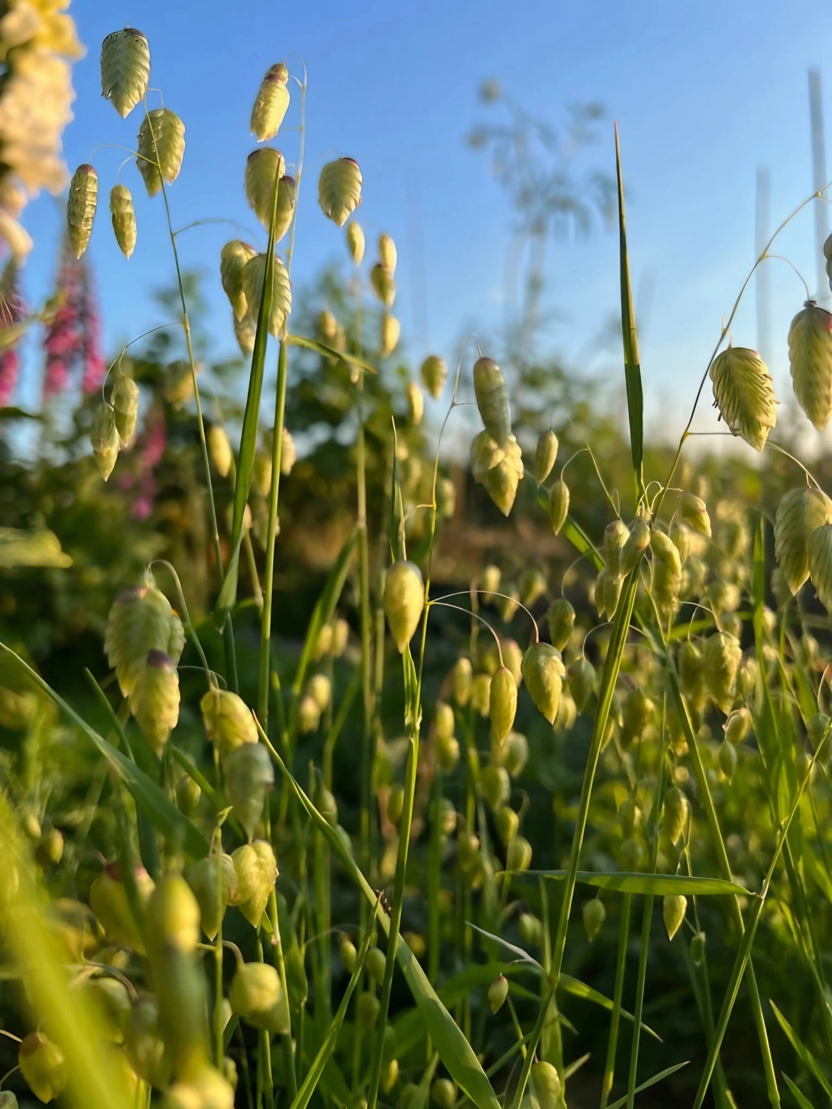 Pale green Quaking Grass seed heads backlit against meadow grass and blue sky