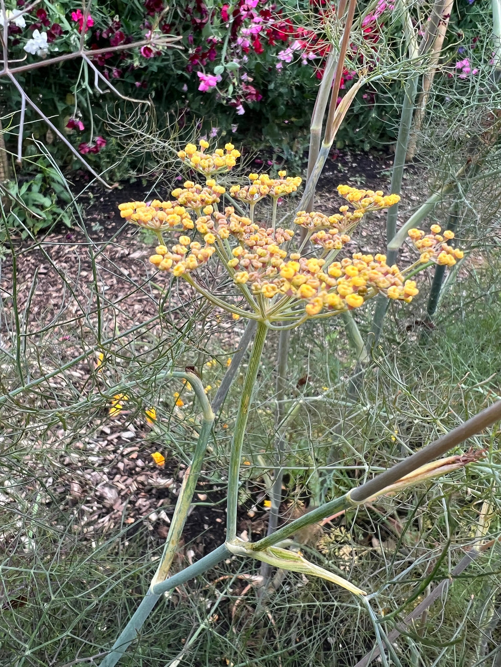 Bronze Fennel yellow flower clusters on slender stems with pink and purple blooms behind