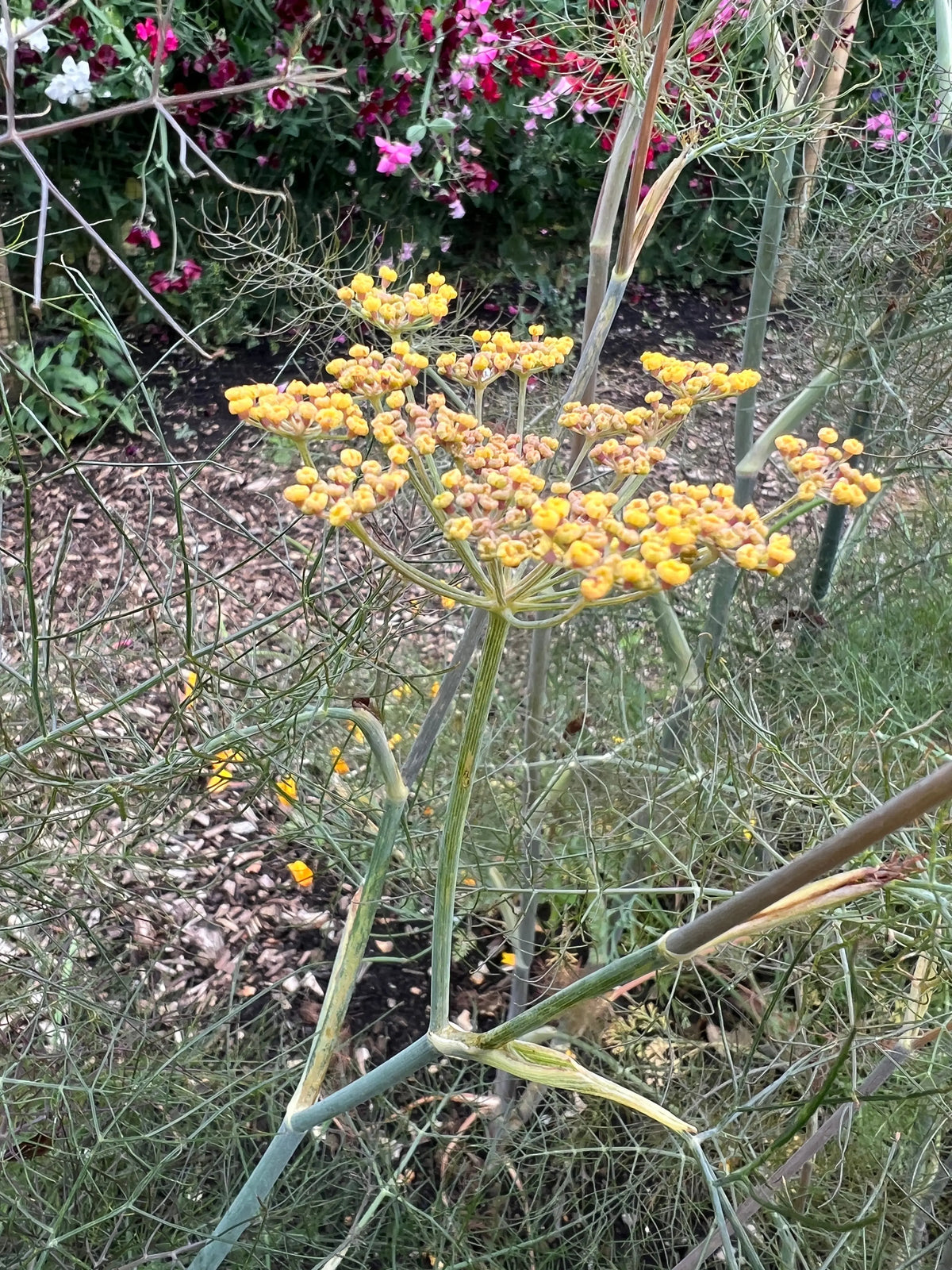 Bronze Fennel yellow flower clusters on slender stems with pink and purple blooms behind