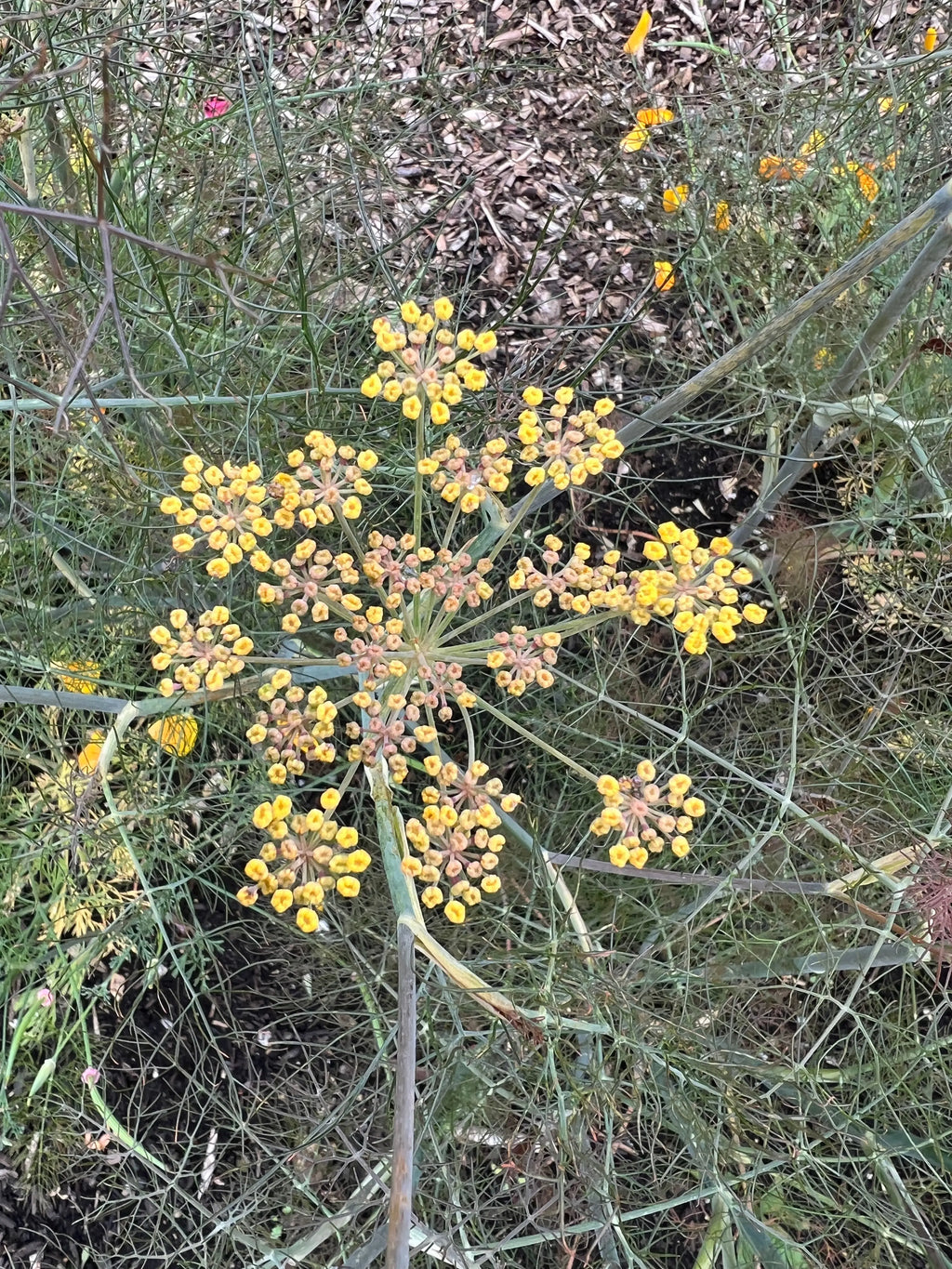 Close-up of Bronze Fennel umbels of small yellow flowers above feathery foliage