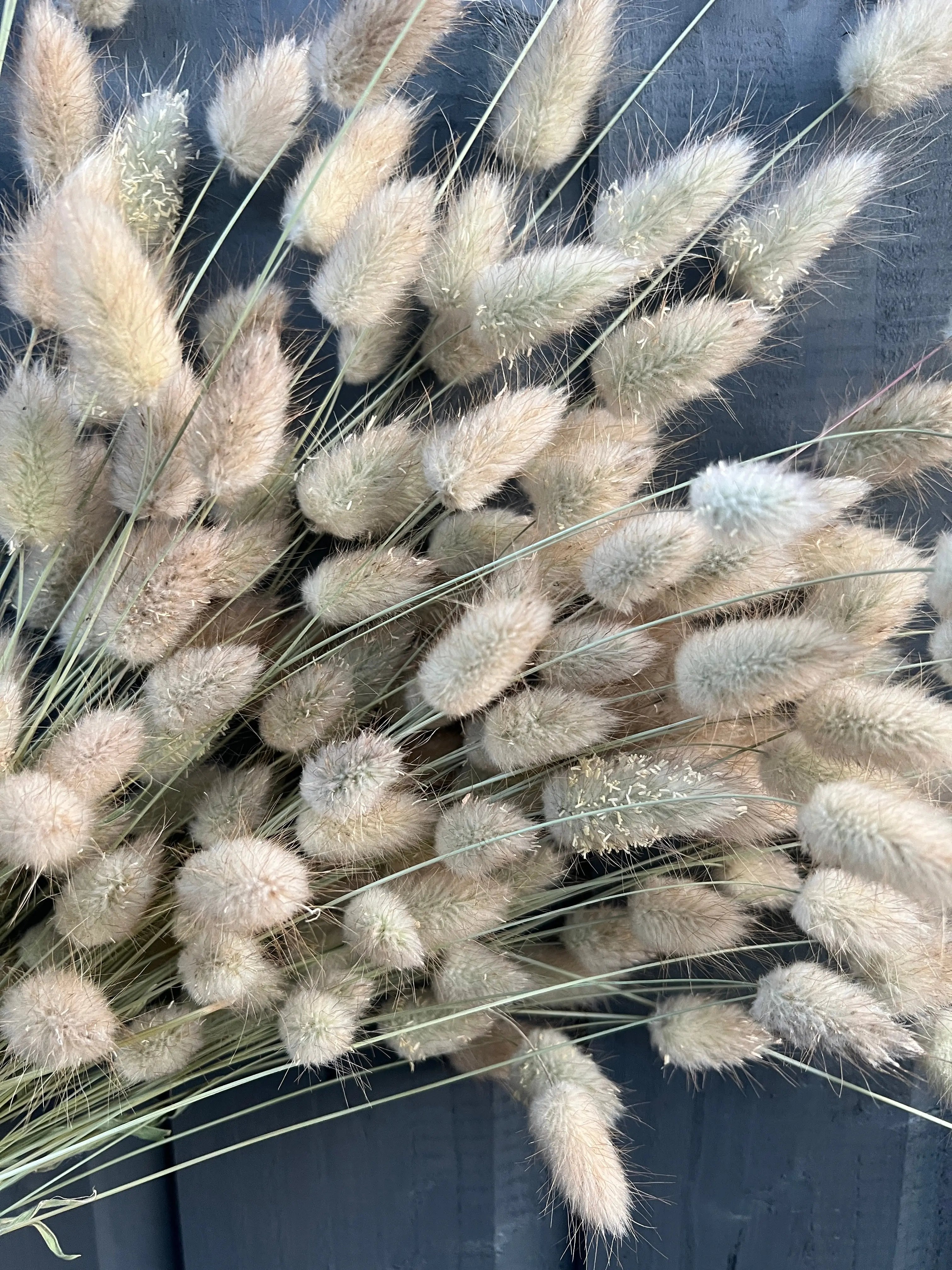 Close-up of the fluffy texture of dried Bunny Tails plumes.
