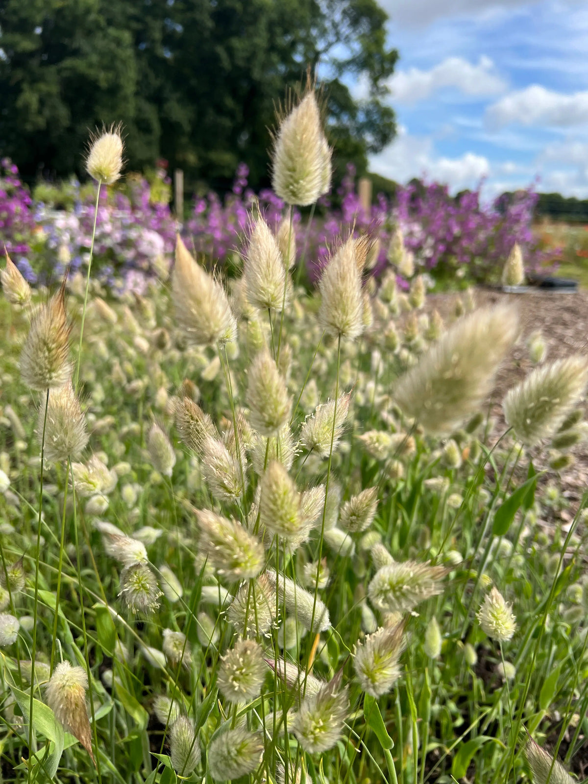 Fluffy Bunny Tails grass heads among purple flowers and green trees under a cloudy sky