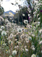 Close-up of soft Bunny Tails grass heads with blurred greenery and a white shed behind
