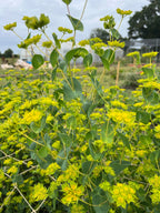 Bupleurum griffithii plants with bright yellow flowers growing in the garden