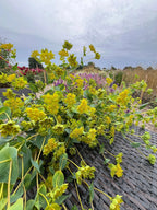Cut Bupleurum stems laid on a dark woven surface with colourful blooms behind