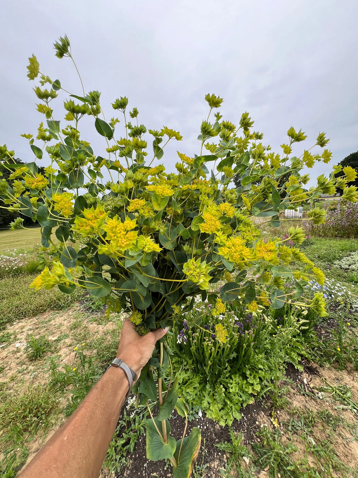 Hand holding a large bunch of green and yellow Bupleurum stems outdoors