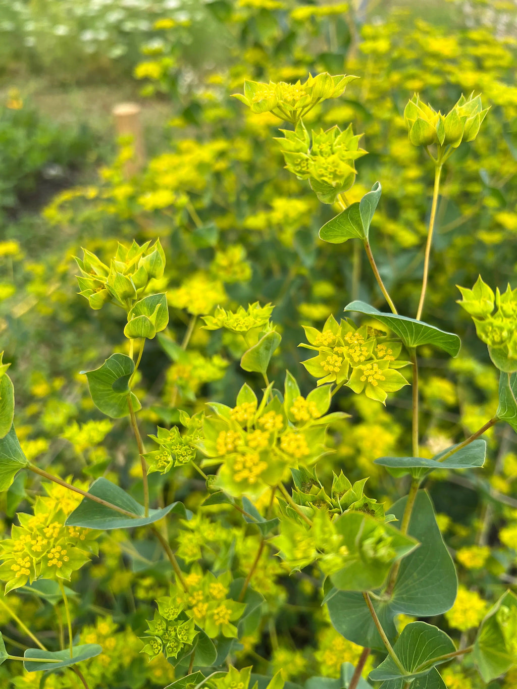 Bupleurum griffithii star-shaped yellow flower clusters with broad oval leaves