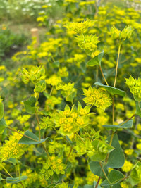 Close-up of Bupleurum Griffithii by Bishy Barnabees Cottage Garden Ltd, showing vibrant green stems, lime-green bracts, broad oval leaves, and star-shaped yellow flower clusters—an eye-catching, unique florist bouquet filler.