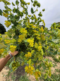 A person holds Bupleurum Griffithii from Bishy Barnabees Cottage Garden Ltd—large green stems with yellow-green flowers and lime-green bracts—ideal as bouquet filler, outdoors on a cloudy day.