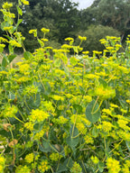Bupleurum griffithii – yellow flower clusters and lime-green bracts with round green leaves
