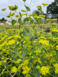 A close-up of Bupleurum Griffithii by Bishy Barnabees Cottage Garden Ltd shows vibrant green leaves, clusters of bright yellow flowers, and lime-green bracts in a garden, with blurred greenery and structures in the cloudy background.