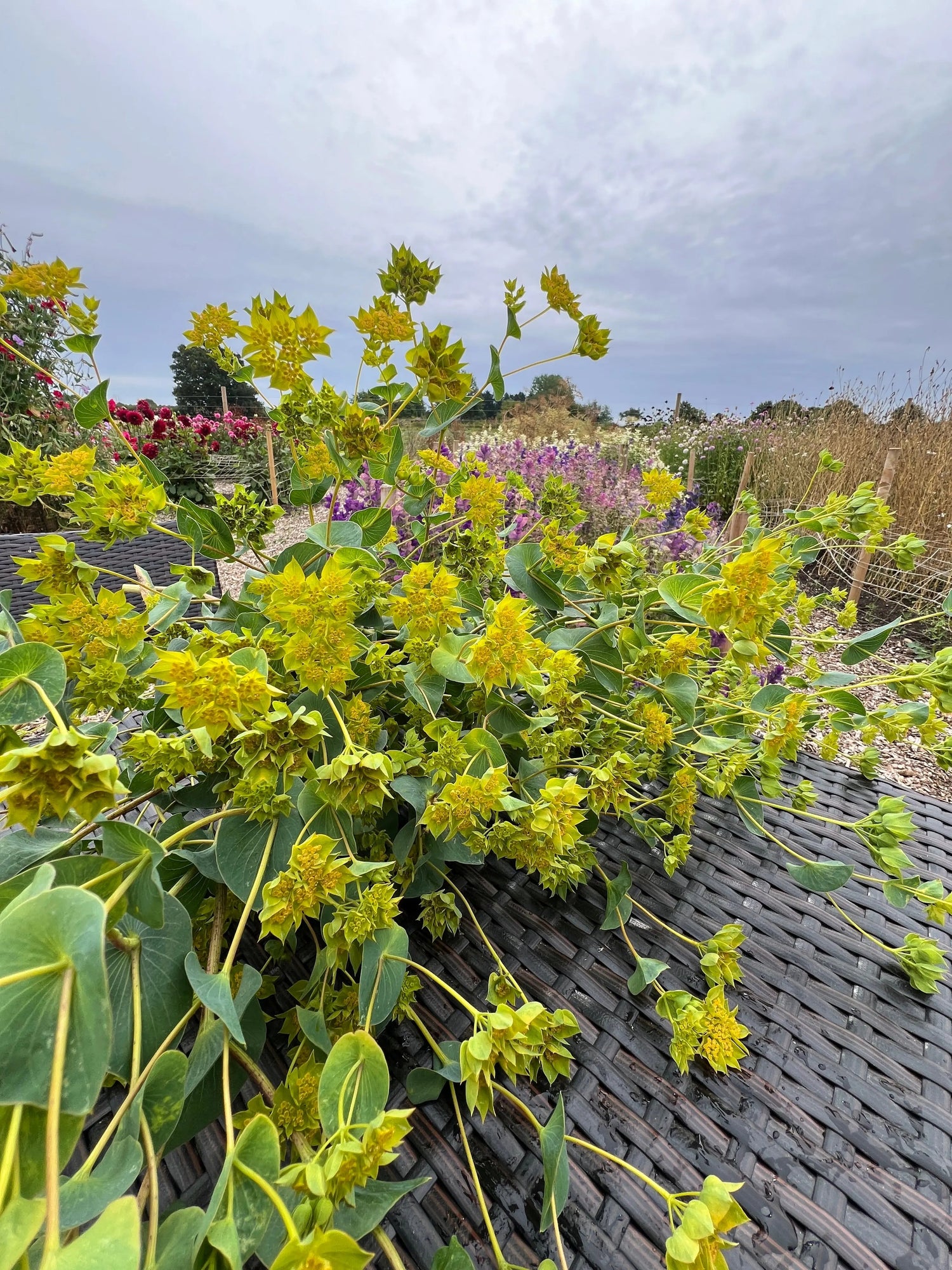 Yellow bupleurum flowers in a garden setting with a cloudy sky