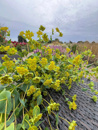 Bupleurum Griffithii by Bishy Barnabees Cottage Garden Ltd features green leafy stems with small yellow-green flowers and lime-green bracts, displayed on a dark woven surface in a garden with colorful blooms and a cloudy sky behind.