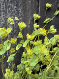 Bupleurum Griffithii Dried by Bishy Barnabees Cottage Garden Ltd features green leafy clusters with yellow-tinged buds, evoking natural greenery against a dark, rustic wood background and offering vibrant contrast for dried flower arrangements.