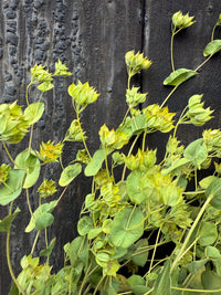 Bupleurum Griffithii Dried by Bishy Barnabees Cottage Garden Ltd features green leafy clusters with yellow-tinged buds, evoking natural greenery against a dark, rustic wood background and offering vibrant contrast for dried flower arrangements.