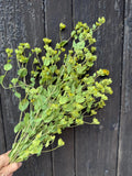 A hand holds a bunch of Bupleurum Griffithii Dried by Bishy Barnabees Cottage Garden Ltd, featuring natural yellowish-green buds, displayed against a dark wooden background.