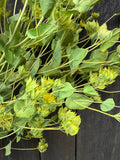 A close-up of Bupleurum Griffithii Dried by Bishy Barnabees Cottage Garden Ltd shows clusters of small yellow flowers and greenery against a dark wooden background.