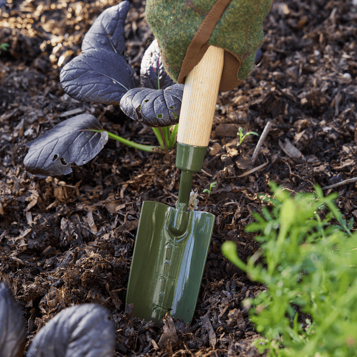 Burgon & Ball RHS BoronGreen Transplanter