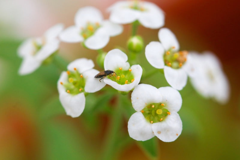 A small black insect—Thrips Killer - Orius from ladybirdplantcare.co.uk—rests on a white flower cluster with yellow-green centers, standing out against a softly blurred green and orange background.