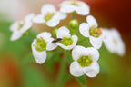 A small black insect—Thrips Killer - Orius from ladybirdplantcare.co.uk—rests on a white flower cluster with yellow-green centers, standing out against a softly blurred green and orange background.