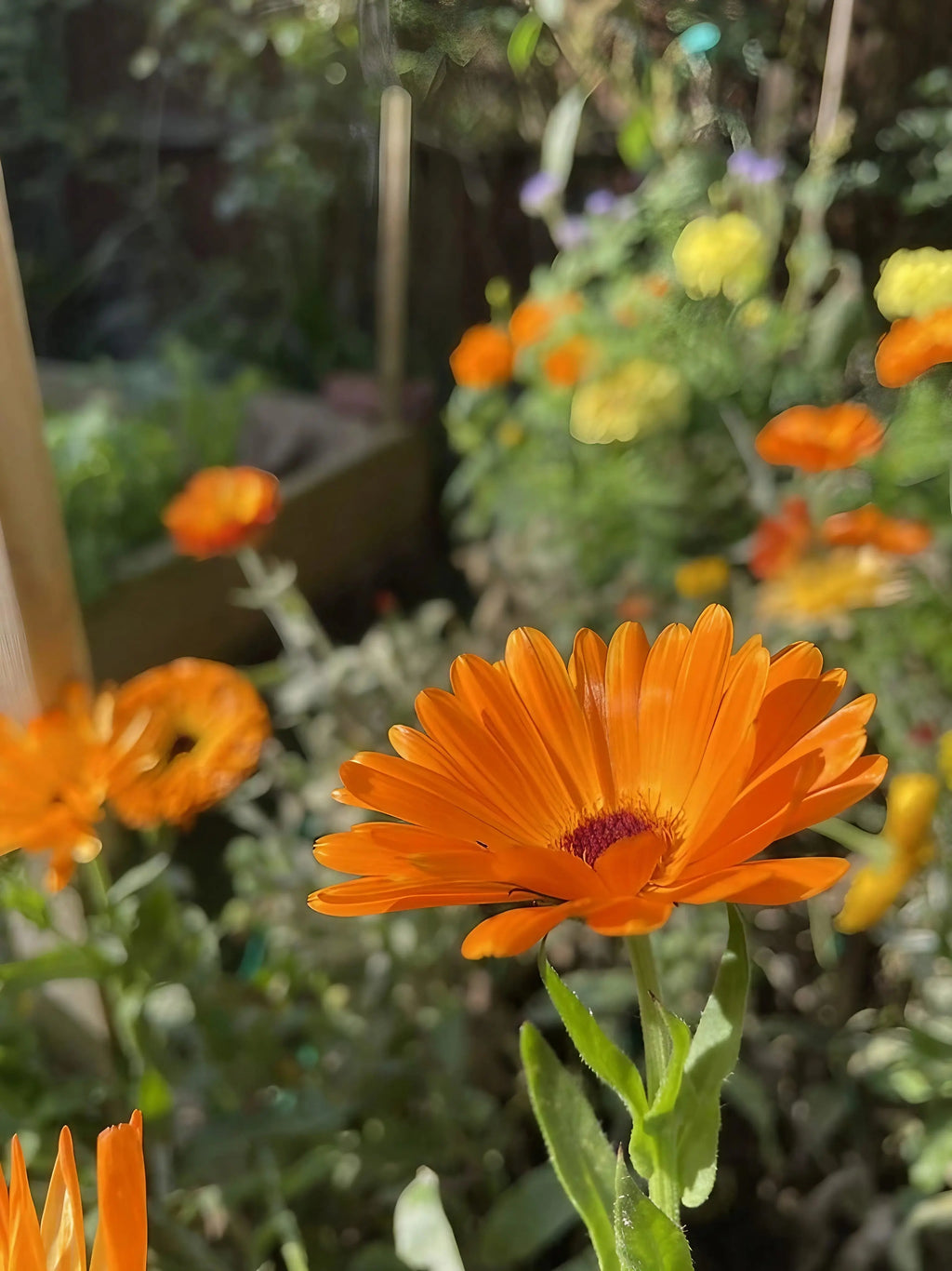 Close-up of an orange Calendula Art Shades flower in sunlight with blurred blooms behind