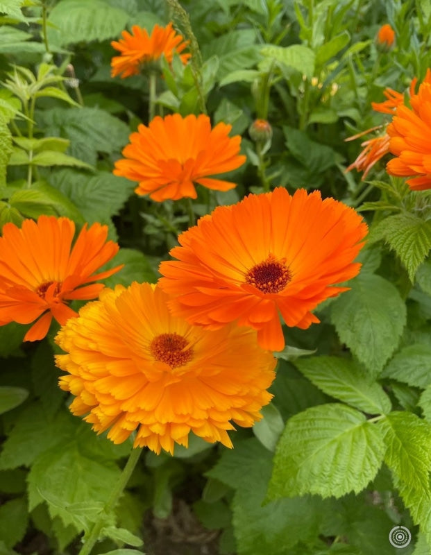 Calendula Bishy Barnabee Mix