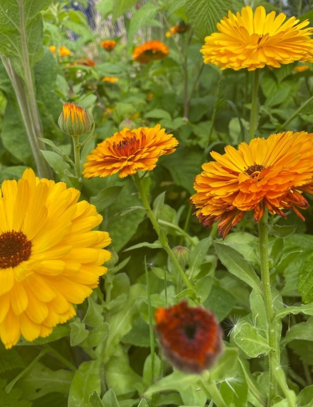 Calendula Bishy Barnabee Mix