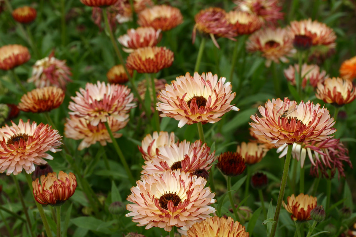 Calendula officinalis Bronzed Beauty with apricot petals and darker undersides