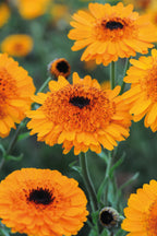 Close-up of Calendula officinalis Crown Orange blooms massed together