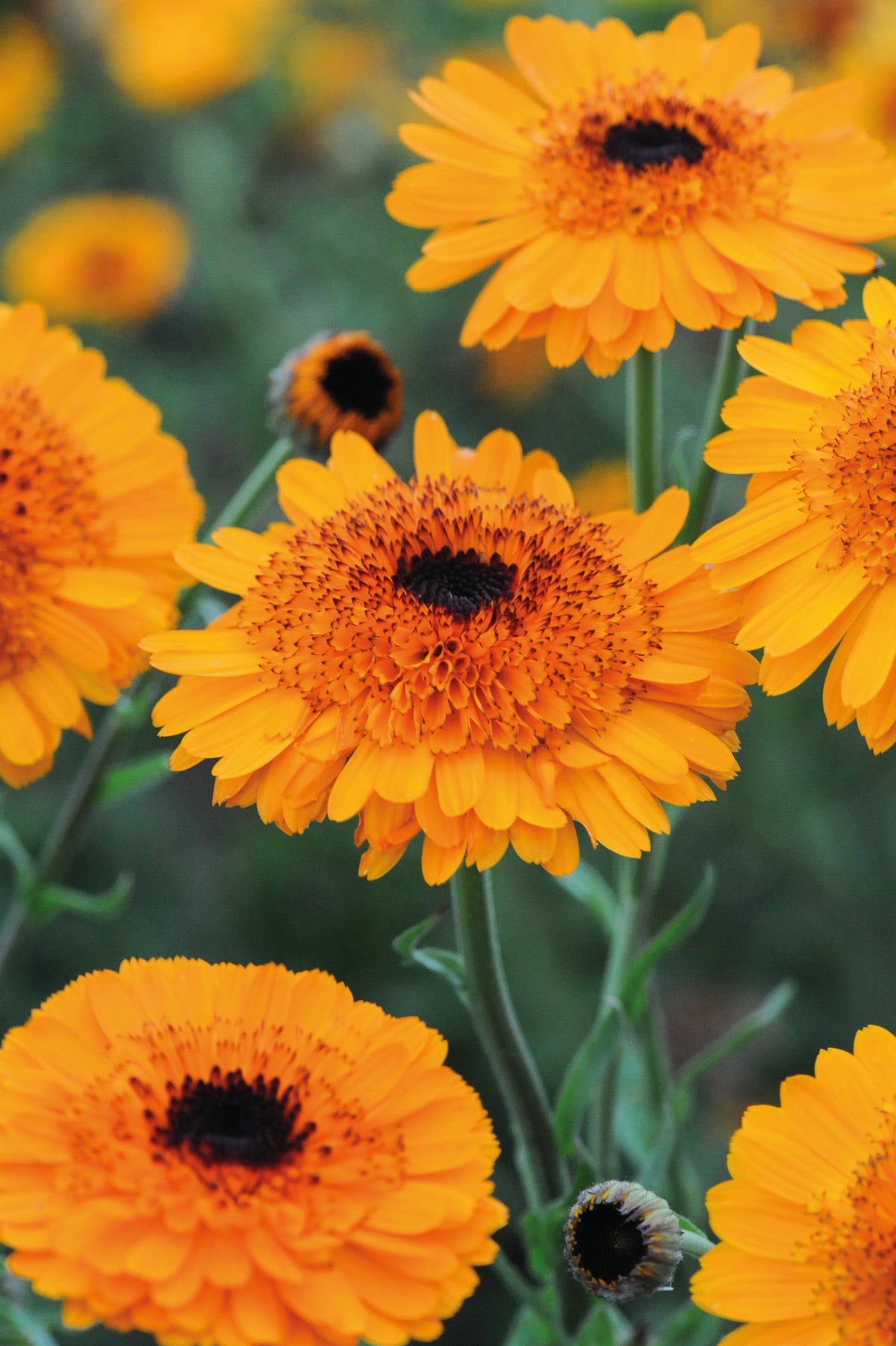 Close-up of Calendula officinalis Crown Orange blooms massed together