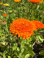 Single electric-orange Calendula Neon flower among leaves and other marigolds