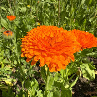 An electric-orange Calendula Neon flower from Bishy Barnabees Cottage Garden Ltd stands out among green leaves and other marigolds in a sunlit garden.
