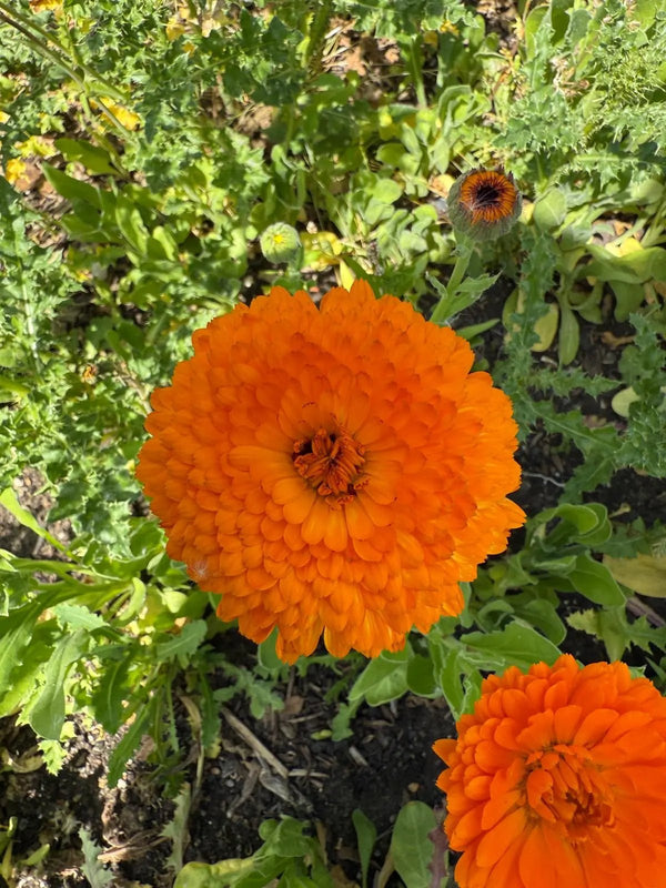 Calendula Neon by Bishy Barnabees Cottage Garden Ltd displays vivid electric-orange blooms amid lush green leaves, creating a stunning sunlit display. This eye-catching flower is also edible.