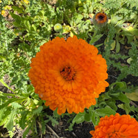 Calendula Neon by Bishy Barnabees Cottage Garden Ltd displays vivid electric-orange blooms amid lush green leaves, creating a stunning sunlit display. This eye-catching flower is also edible.
