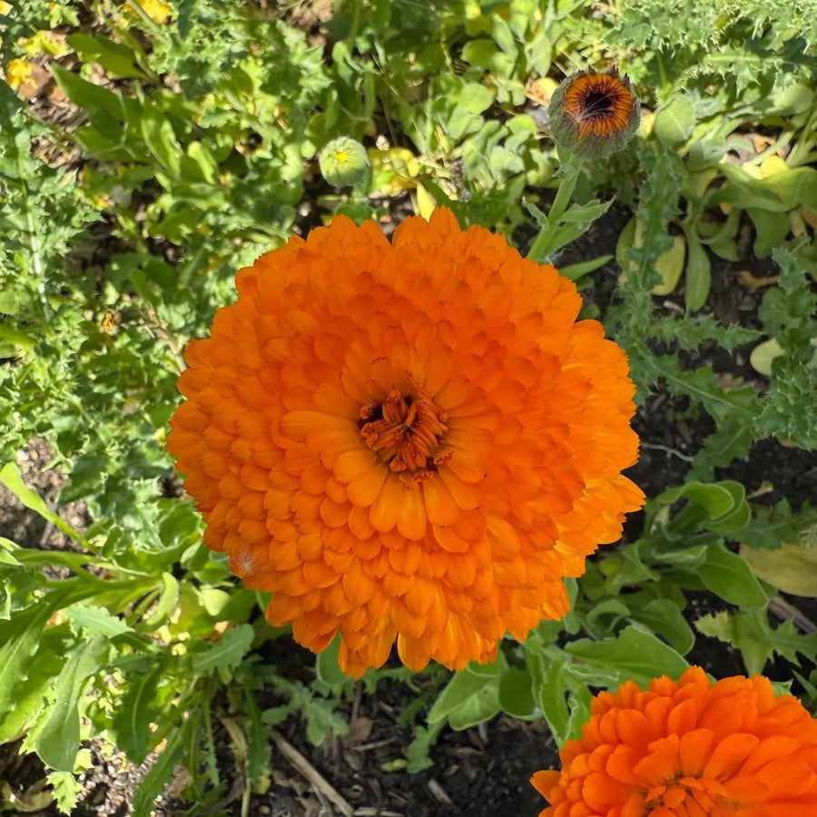 Calendula Neon by Bishy Barnabees Cottage Garden Ltd displays vivid electric-orange blooms amid lush green leaves, creating a stunning sunlit display. This eye-catching flower is also edible.